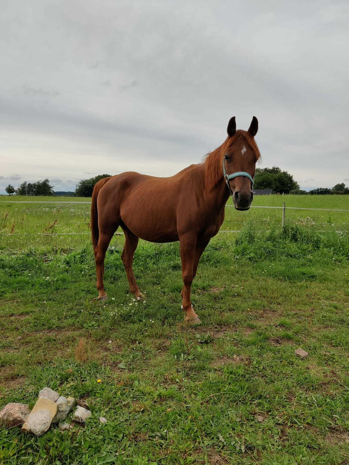 Arabisk fuldblod (OX) Betia ox billede 15