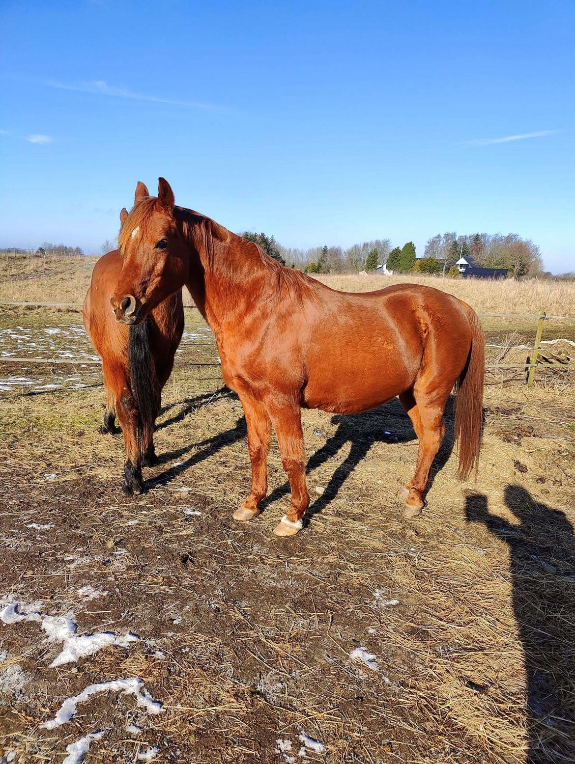 Arabisk fuldblod (OX) Betia ox - Februar 2025 billede 17