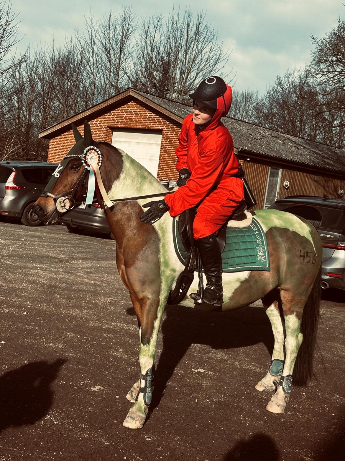 Anden særlig race Jolly billede 19