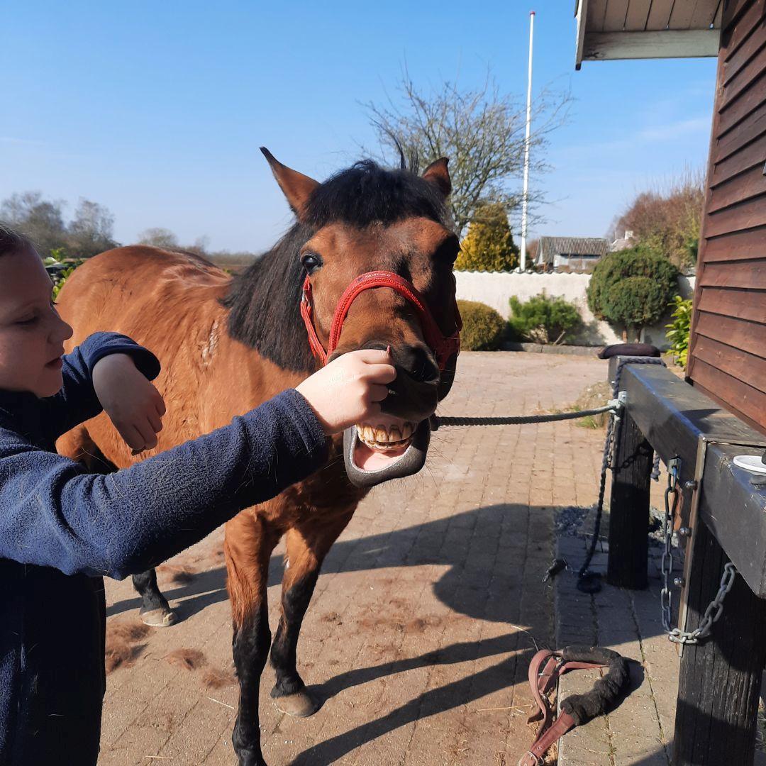 Anden særlig race Kallestrups inaya o'shar - smil billede 19