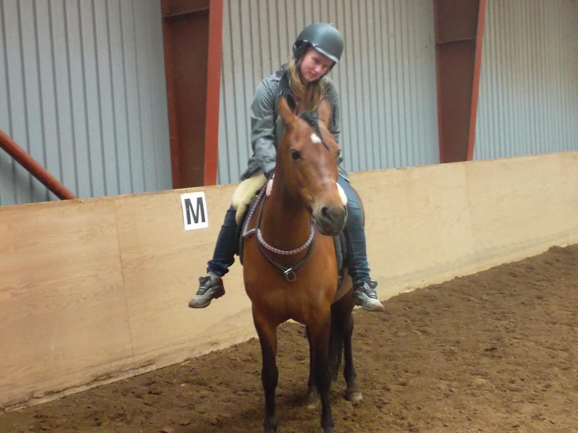 Anden særlig race Hylkegaardens Little Star (Lille Star) - Endeligt kunne jeg slet ikke styre dig, men alligevel går vi mod alle odds og gør vores ting! billede 2