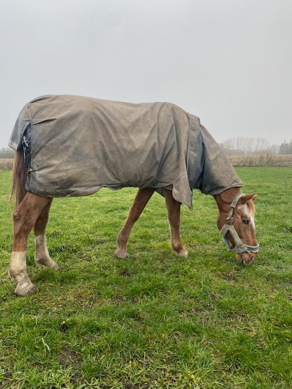 Knabstrupper Frederiksstens viliam billede 1