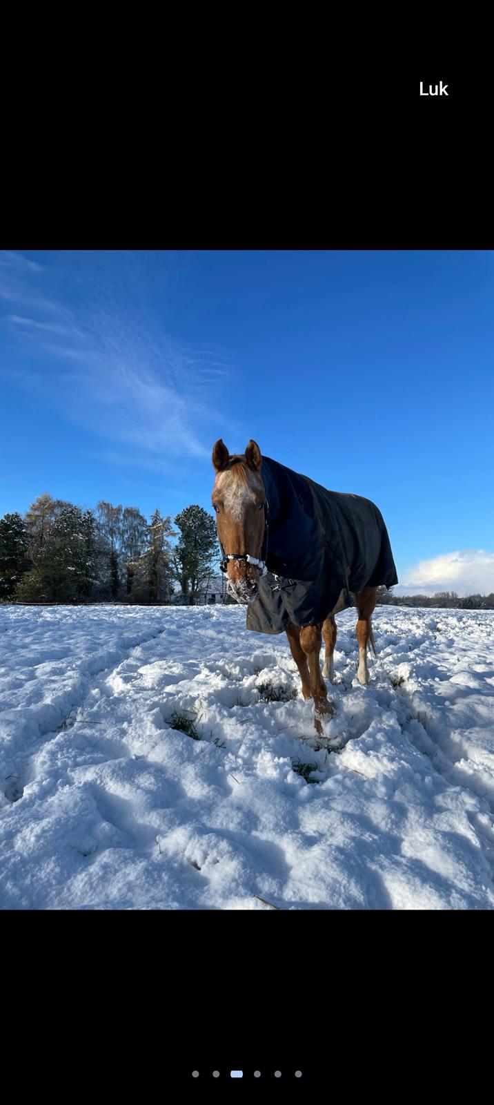 Knabstrupper Frederiksstens viliam billede 3