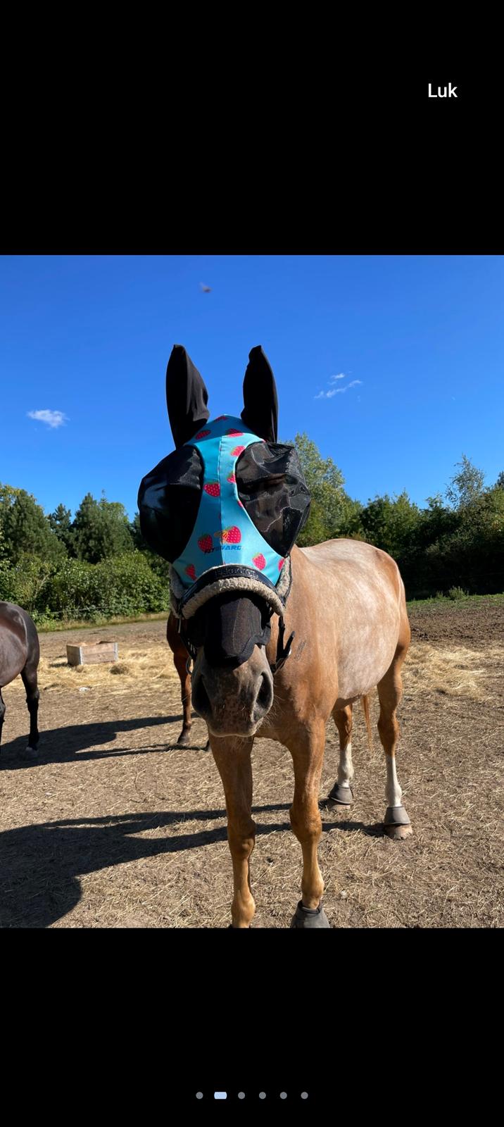 Knabstrupper Frederiksstens viliam billede 4