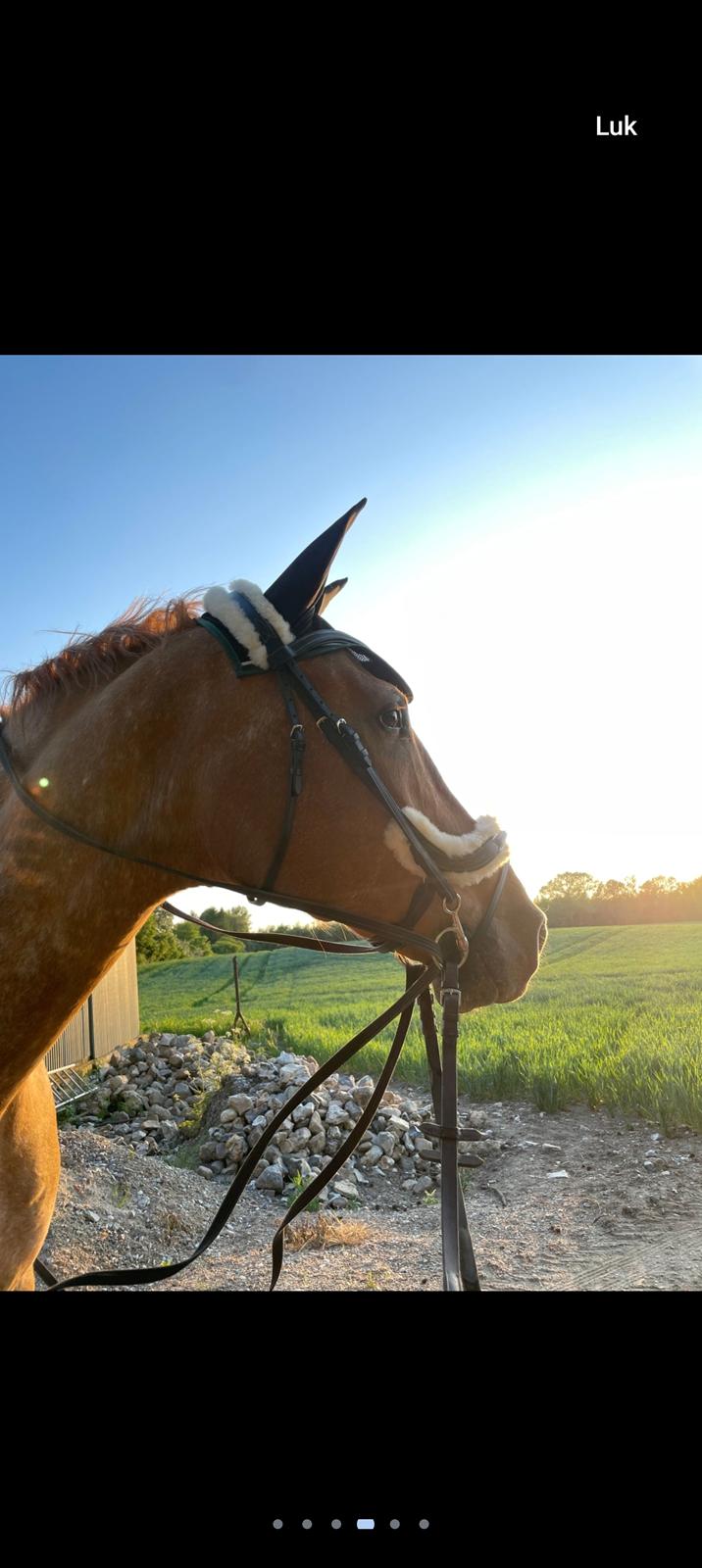 Knabstrupper Frederiksstens viliam billede 2