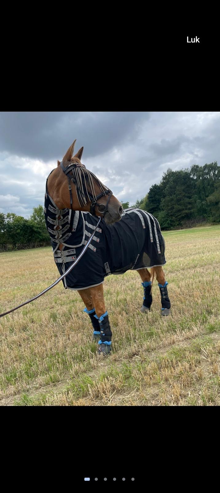 Knabstrupper Frederiksstens viliam billede 5