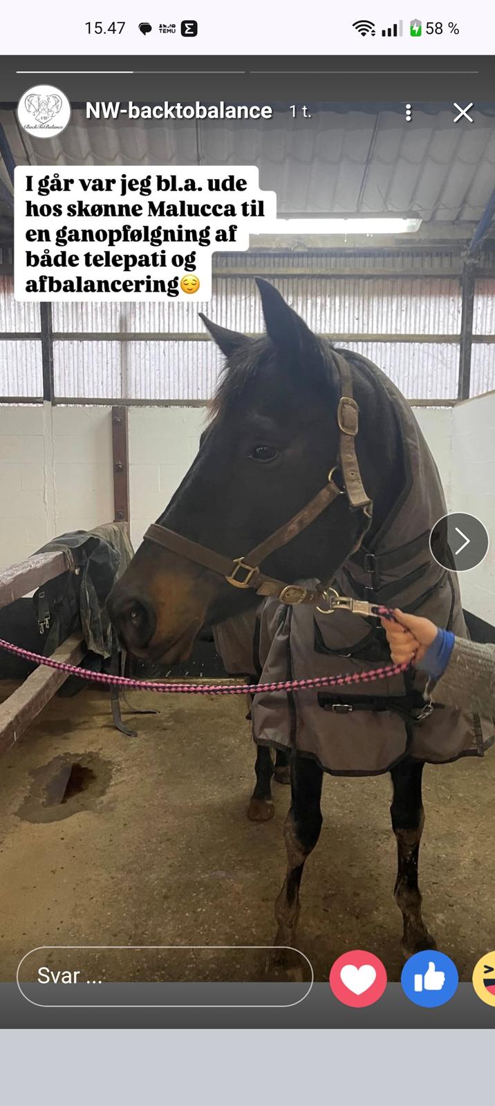 Trakehner Malucca Le R billede 1