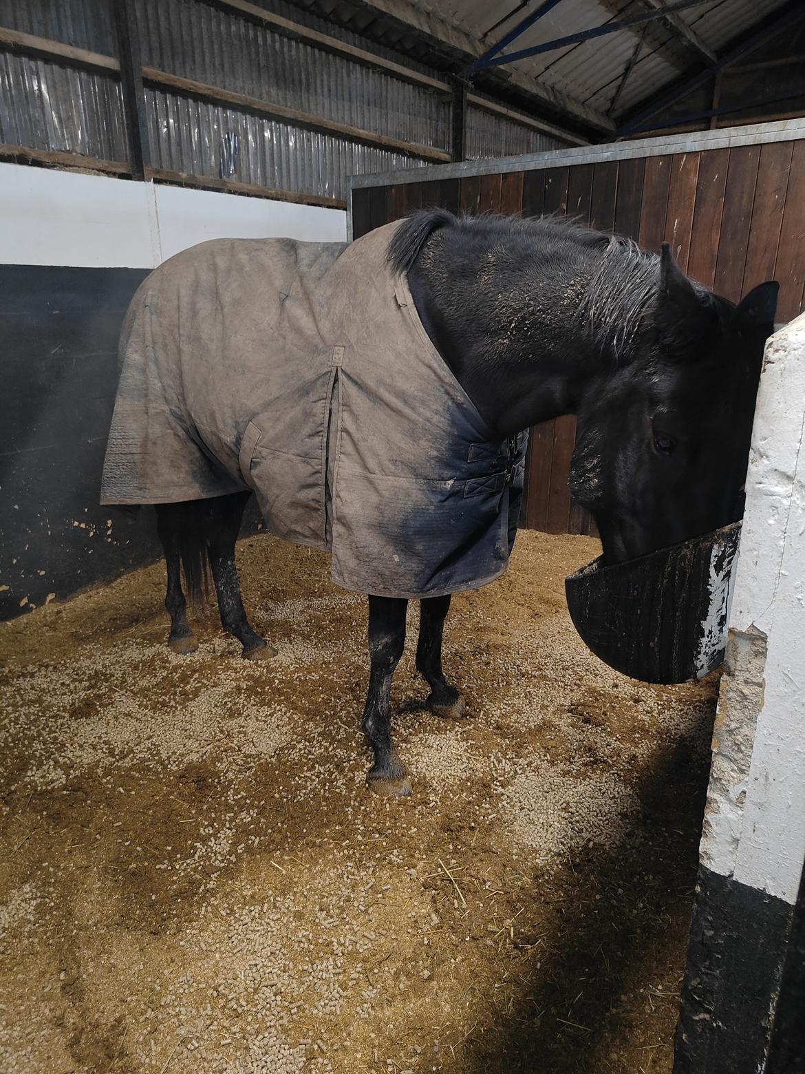 Trakehner Malucca Le R billede 2