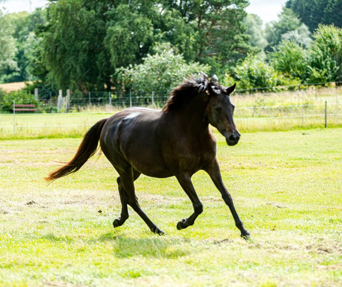 Trakehner Malucca Le R billede 4