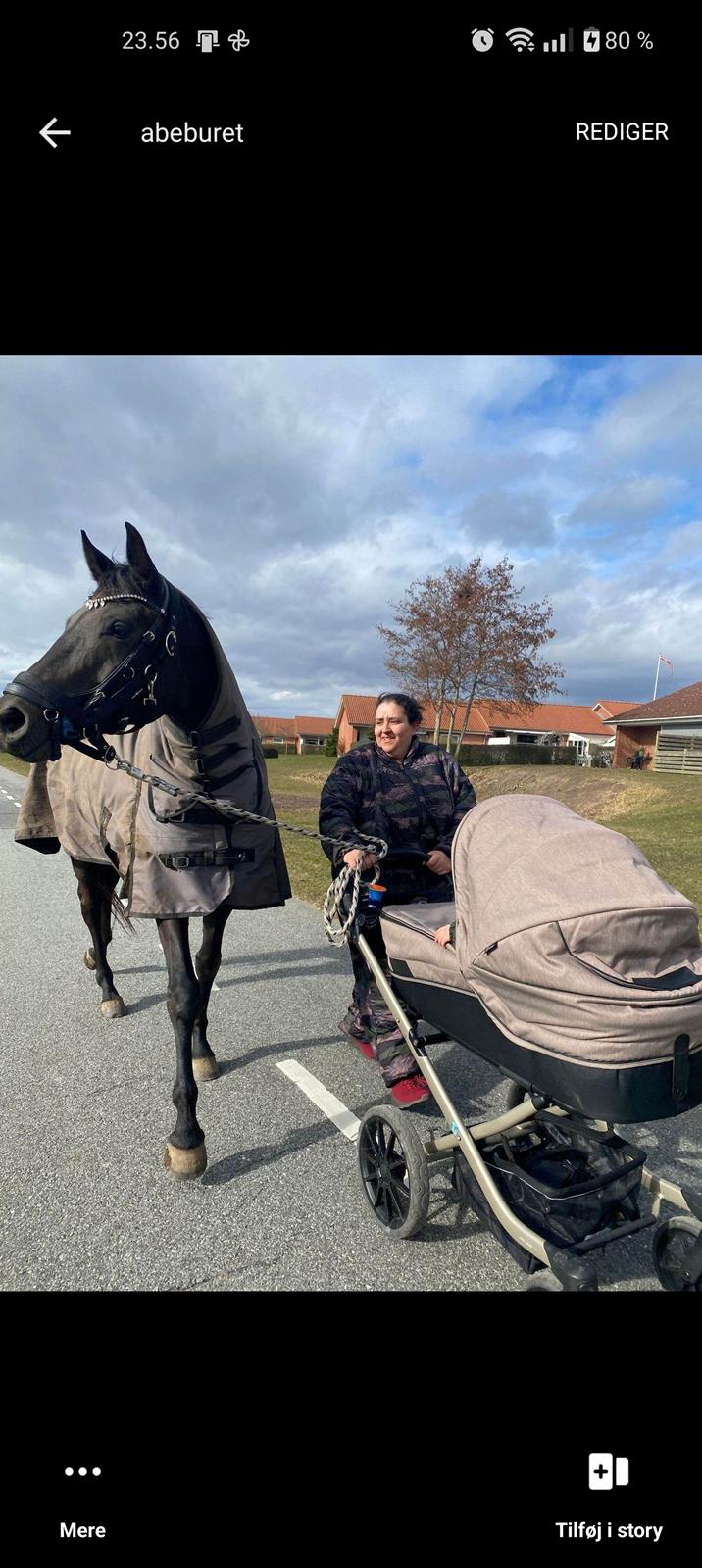 Trakehner Malucca Le R billede 3