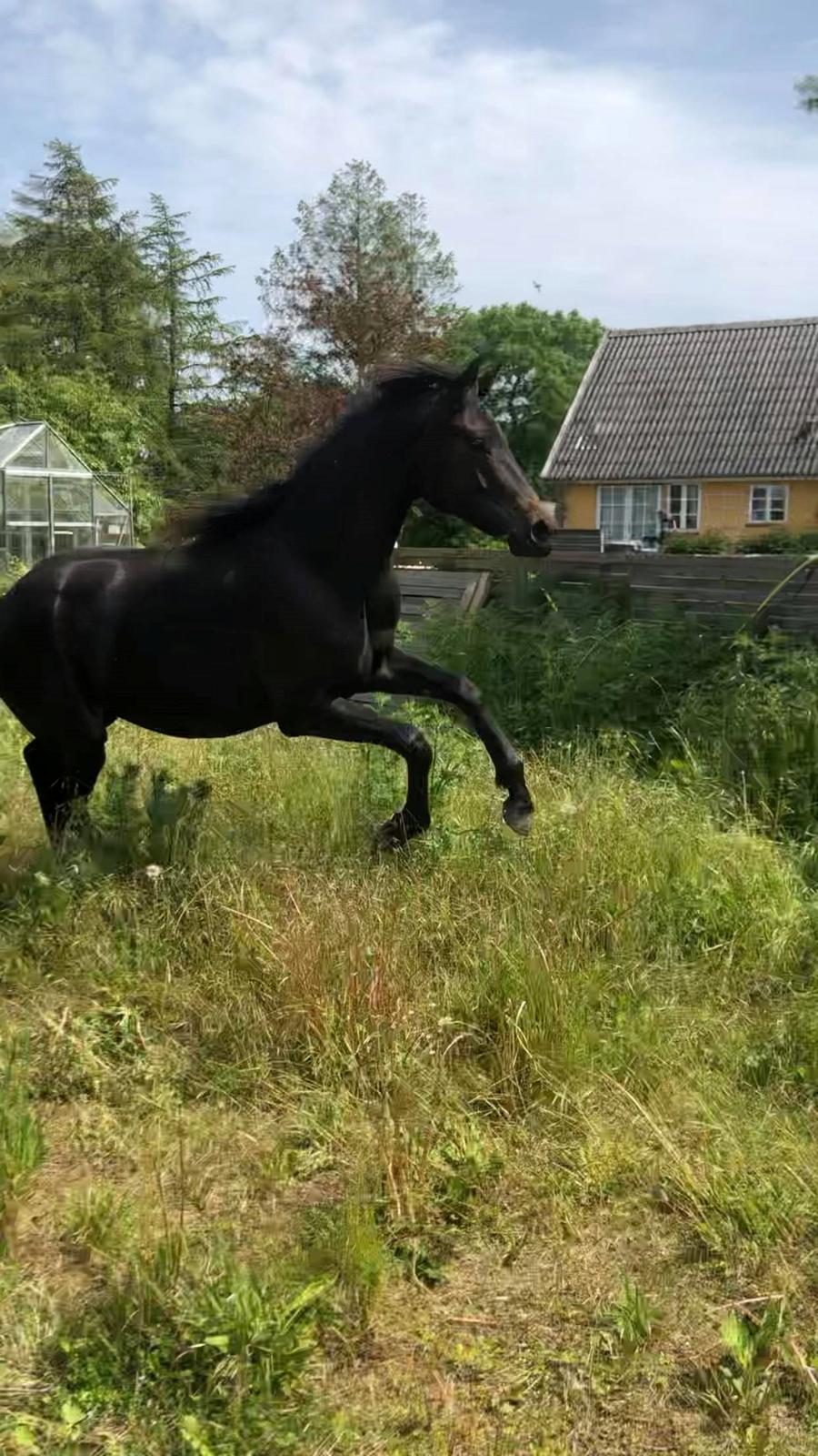 Trakehner Malucca Le R billede 6