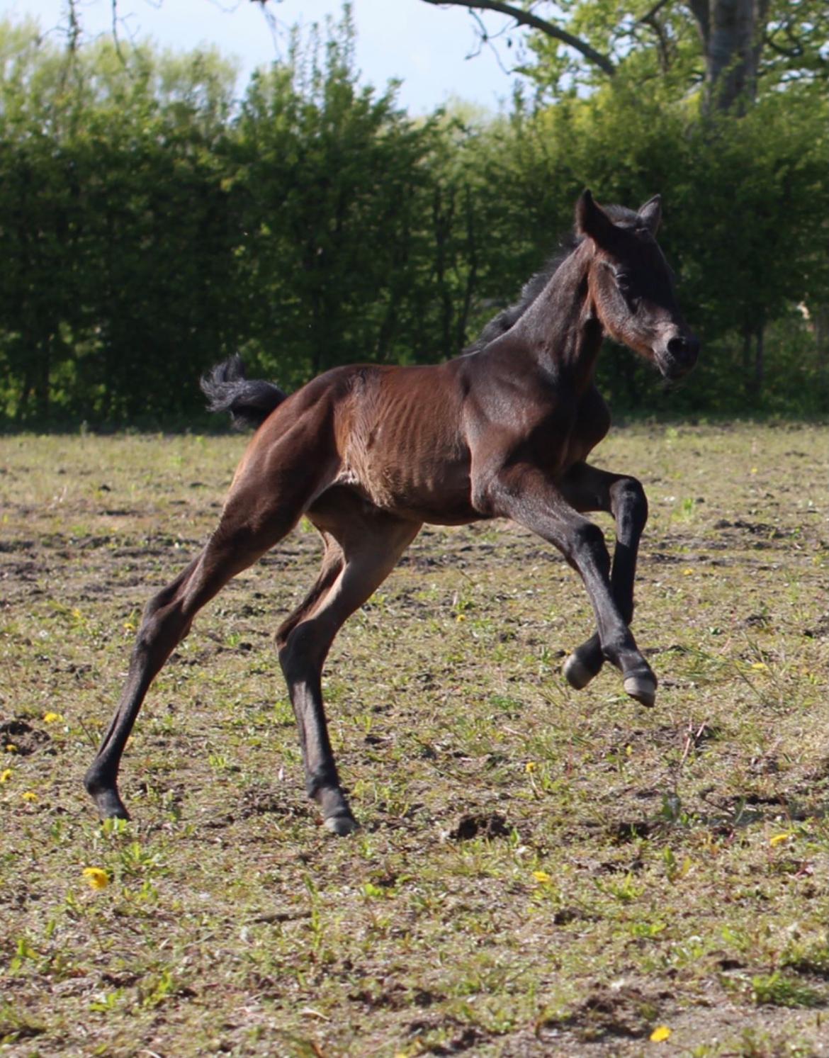 Trakehner Malucca Le R billede 7