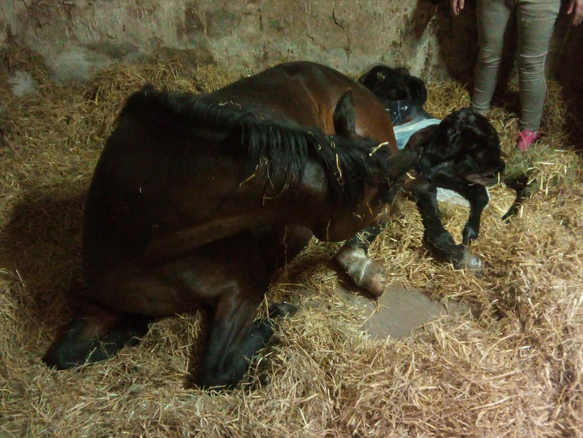 Trakehner Malucca Le R billede 8