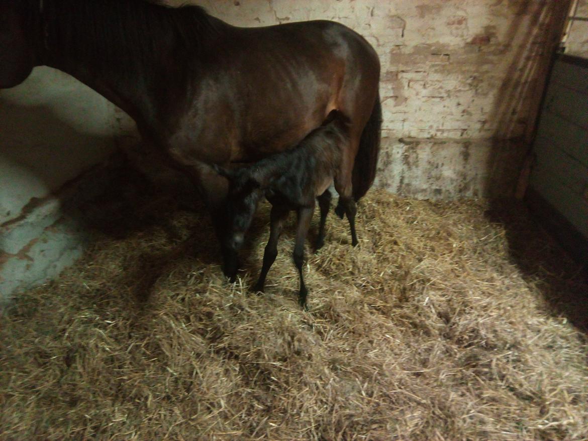 Trakehner Malucca Le R billede 9