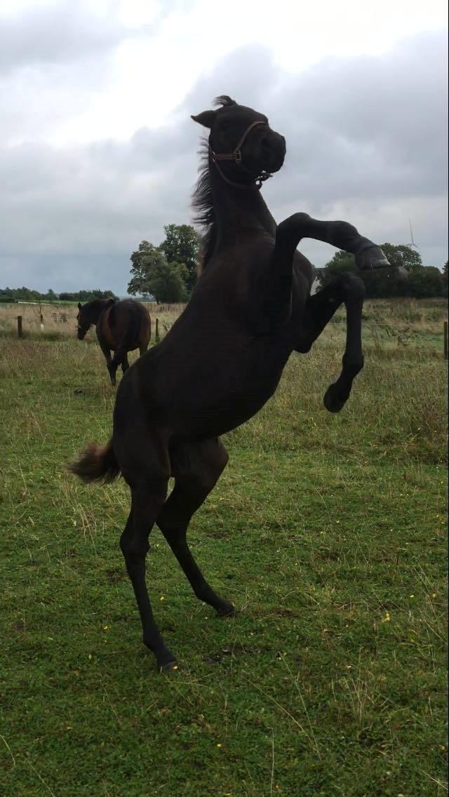 Trakehner Malucca Le R billede 5