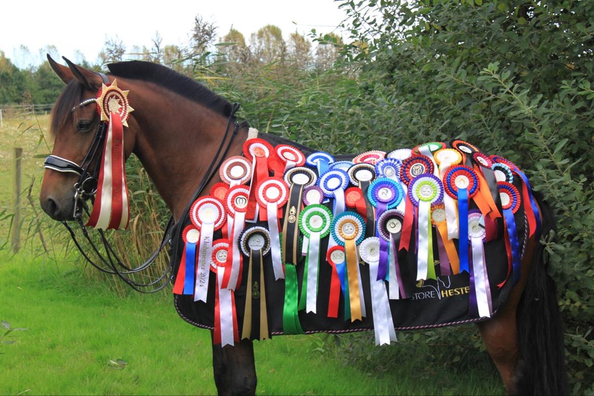 Anden særlig race LUCKY DESTINY billede 2