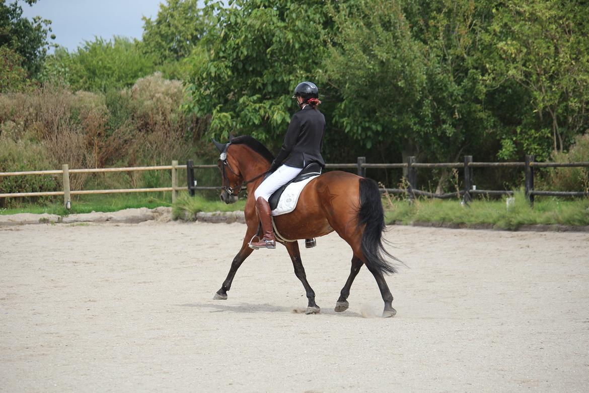 Anden særlig race LUCKY DESTINY billede 3