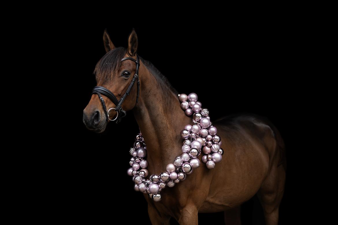 Anden særlig race LUCKY DESTINY billede 6