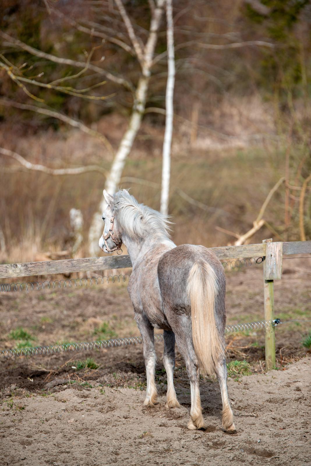 Welsh Mountain (sec A) Hulda mystic bella-rose billede 1