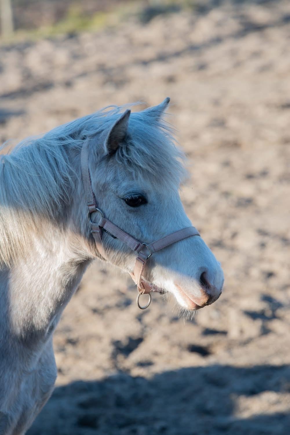 Welsh Mountain (sec A) Hulda mystic bella-rose billede 4