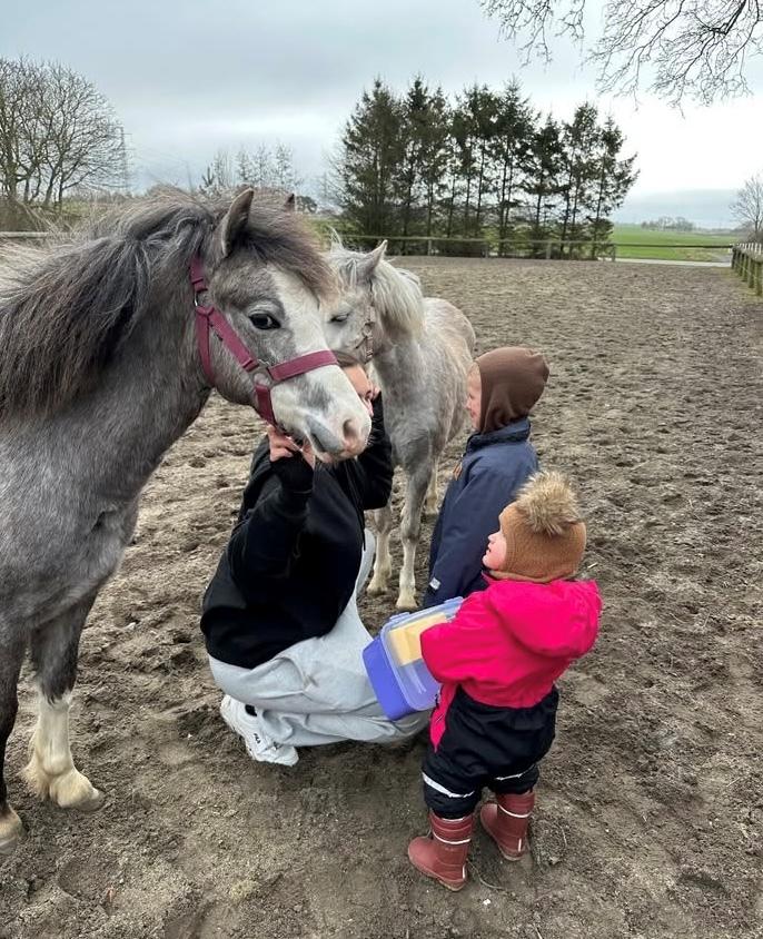 Welsh Mountain (sec A) Hulda mystic bella-rose billede 2