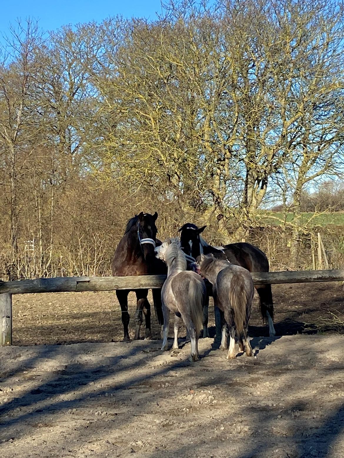 Welsh Mountain (sec A) Hulda mystic bella-rose billede 6