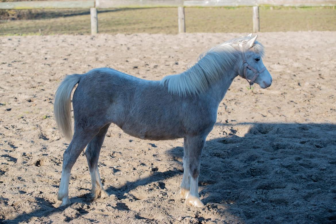 Welsh Mountain (sec A) Hulda mystic bella-rose billede 5