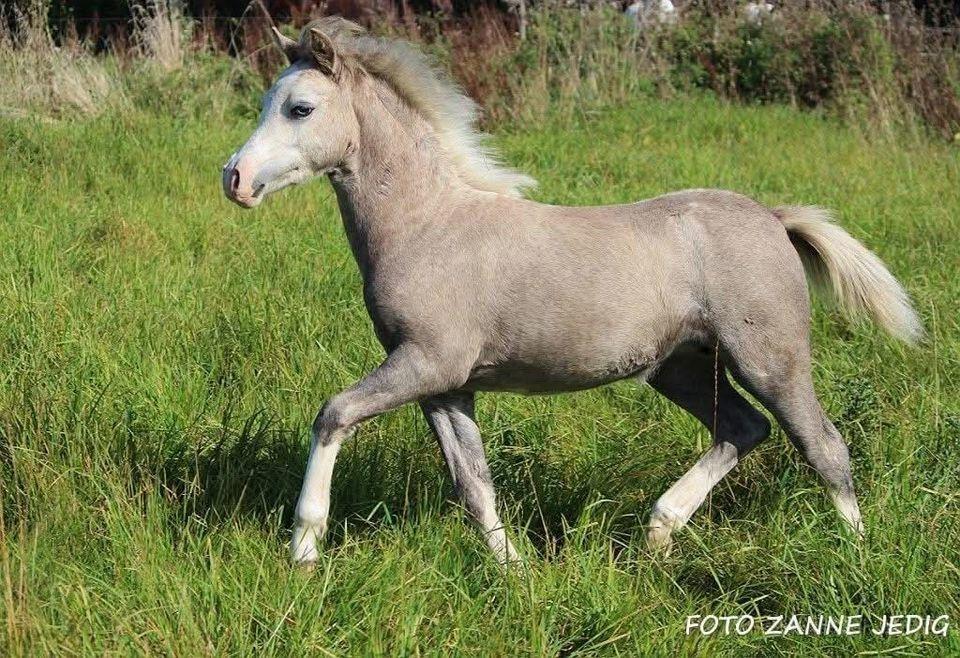 Welsh Mountain (sec A) Hulda mystic bella-rose billede 7