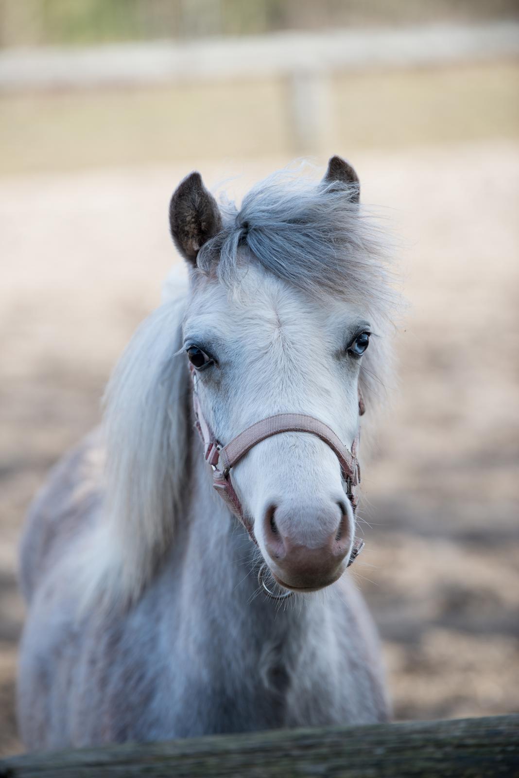 Welsh Mountain (sec A) Hulda mystic bella-rose billede 8