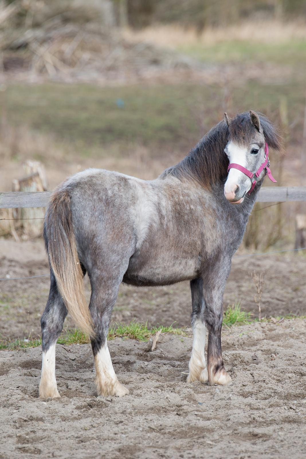 Welsh Mountain (sec A) Hulda Lady Rhaenyra billede 1
