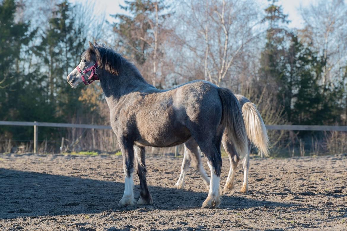 Welsh Mountain (sec A) Hulda Lady Rhaenyra billede 3