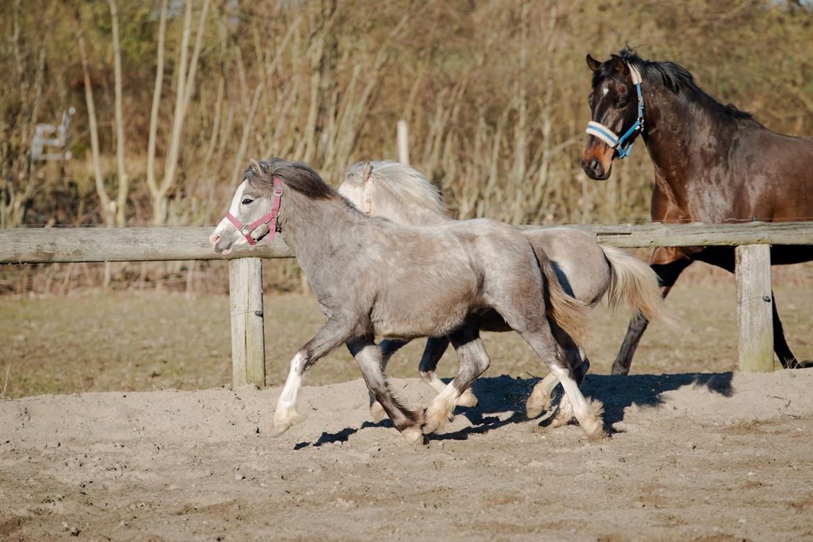 Welsh Mountain (sec A) Hulda Lady Rhaenyra billede 4