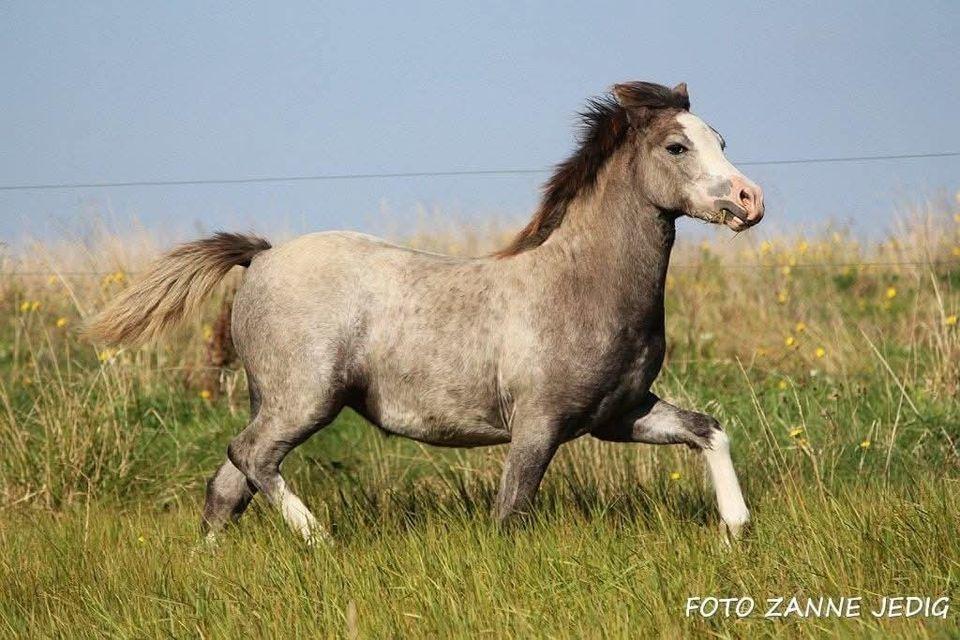 Welsh Mountain (sec A) Hulda Lady Rhaenyra billede 9
