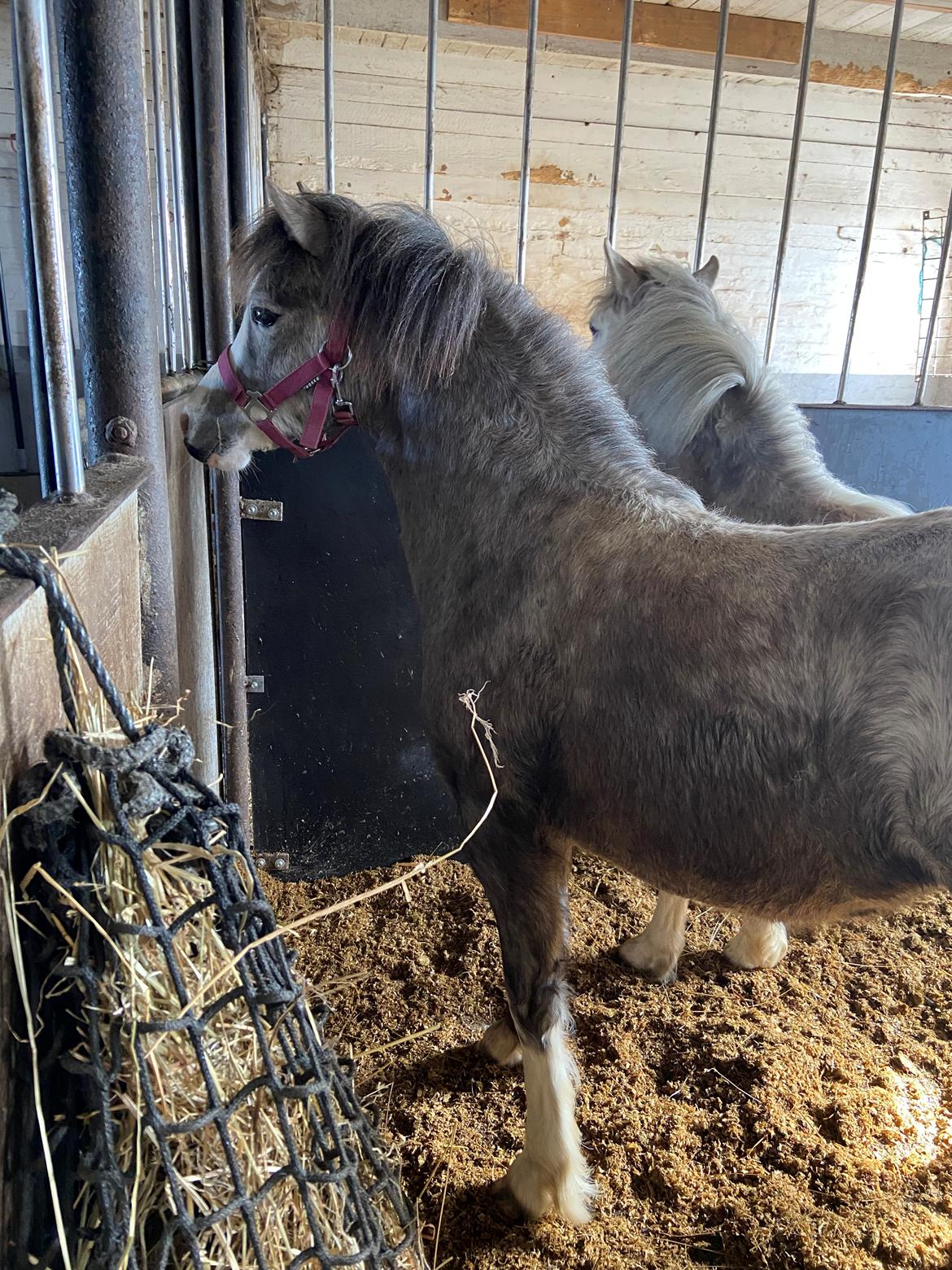 Welsh Mountain (sec A) Hulda Lady Rhaenyra billede 8