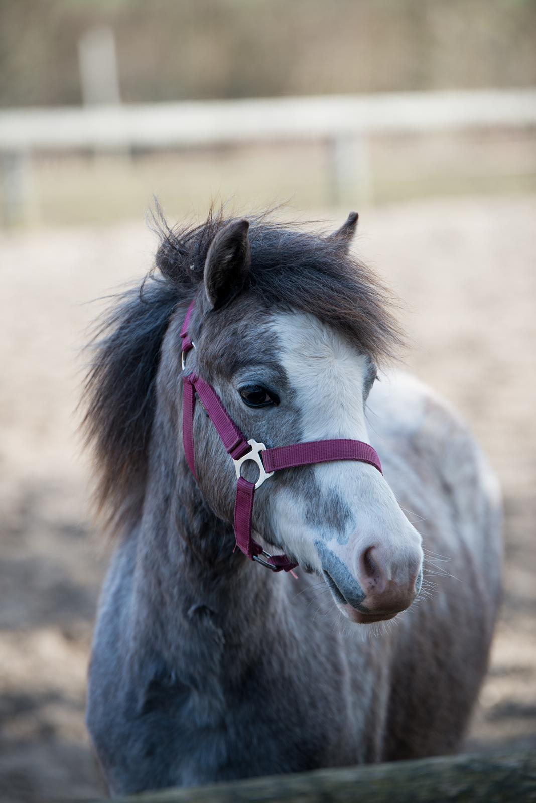 Welsh Mountain (sec A) Hulda Lady Rhaenyra billede 5