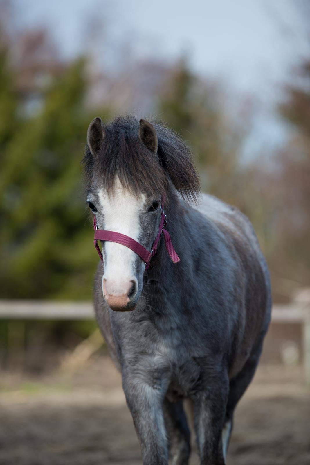 Welsh Mountain (sec A) Hulda Lady Rhaenyra billede 6