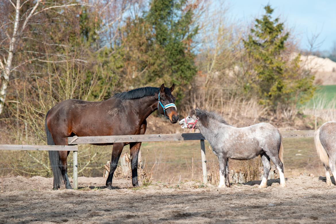 Welsh Mountain (sec A) Hulda Lady Rhaenyra billede 7