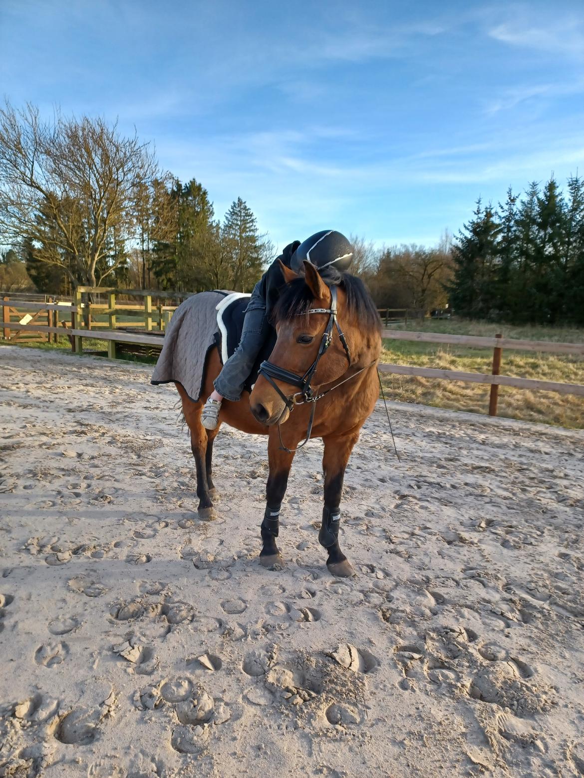 Anden særlig race Kallestrups inaya o'shar - uden sadle. Elsker dig vilma billede 20