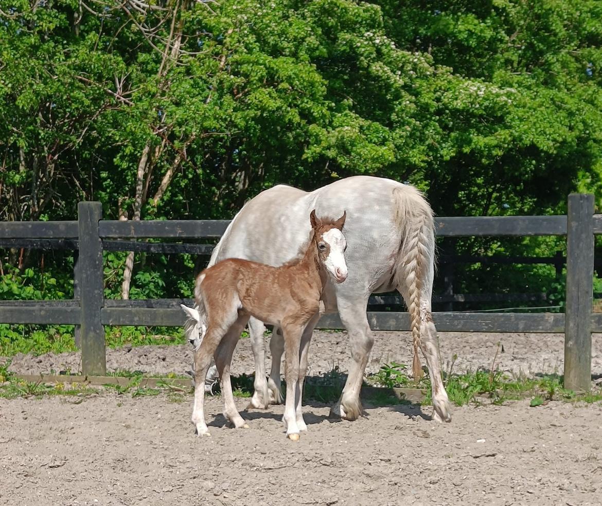 Welsh Mountain (sec A) Hulda mystic bella-rose billede 9