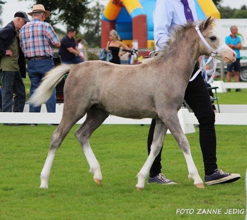Welsh Mountain (sec A) Hulda mystic bella-rose billede 11