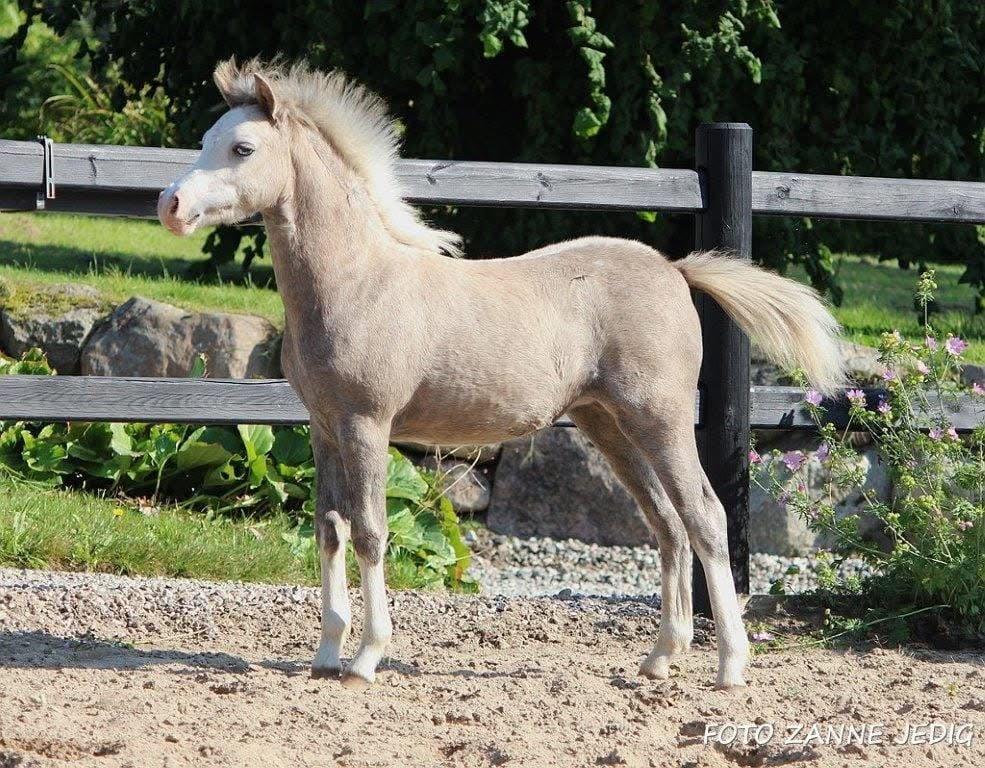 Welsh Mountain (sec A) Hulda mystic bella-rose billede 12