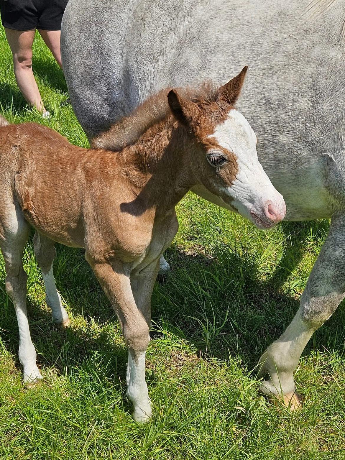Welsh Mountain (sec A) Hulda mystic bella-rose billede 10