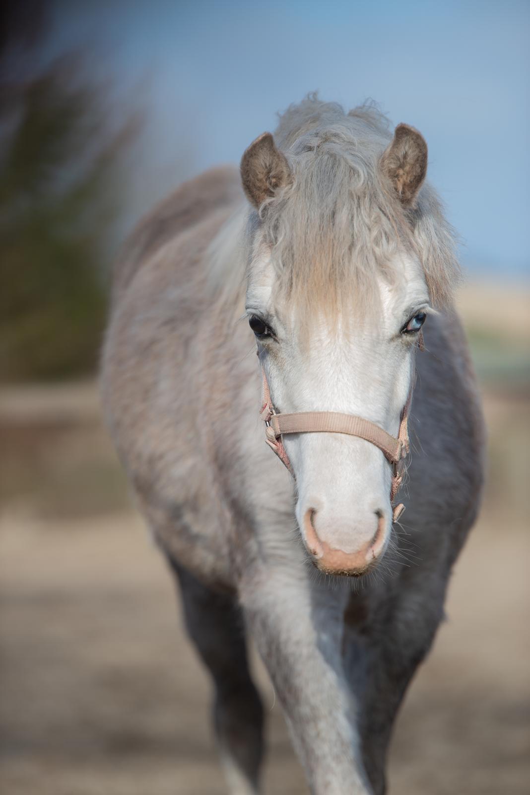Welsh Mountain (sec A) Hulda mystic bella-rose billede 13