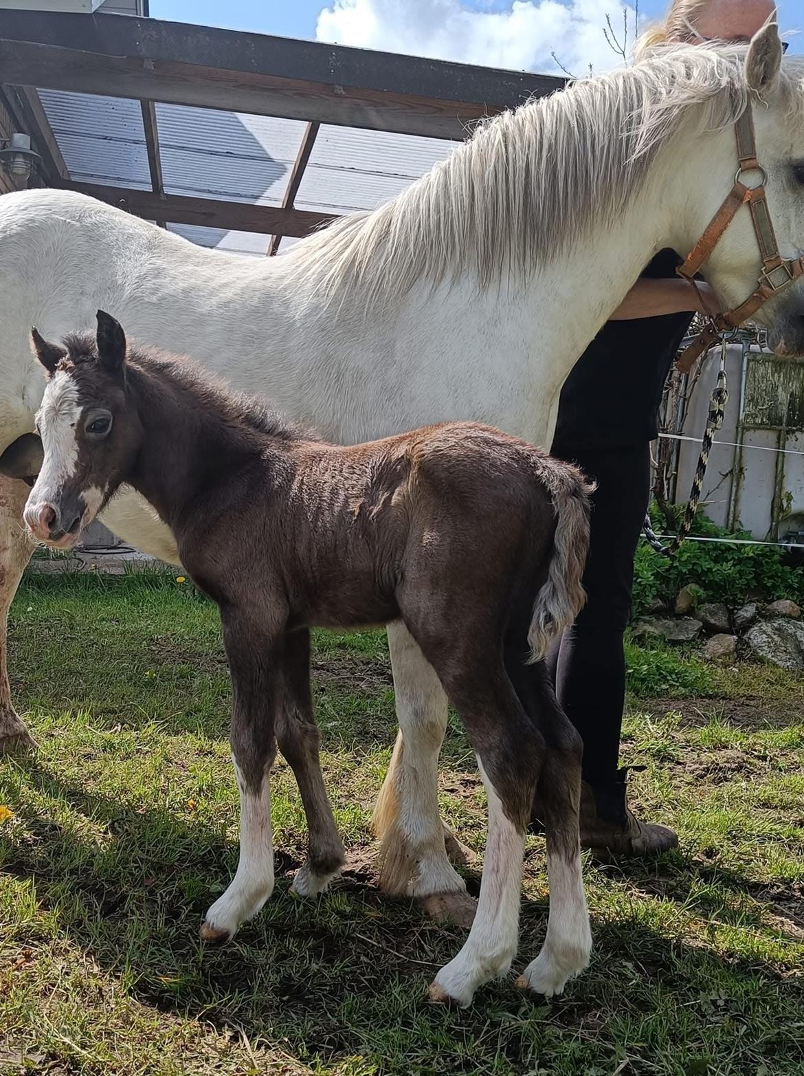 Welsh Mountain (sec A) Hulda Lady Rhaenyra billede 10