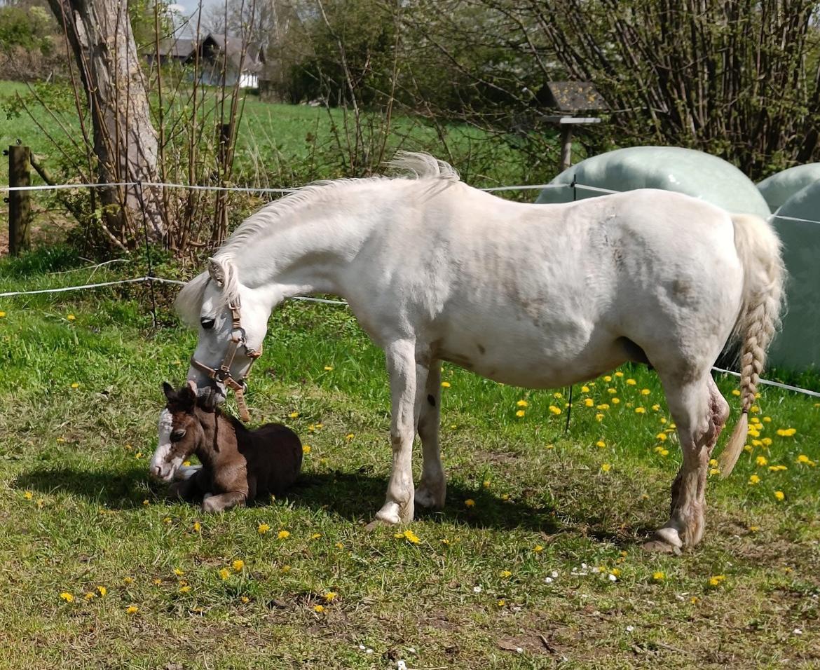 Welsh Mountain (sec A) Hulda Lady Rhaenyra billede 12