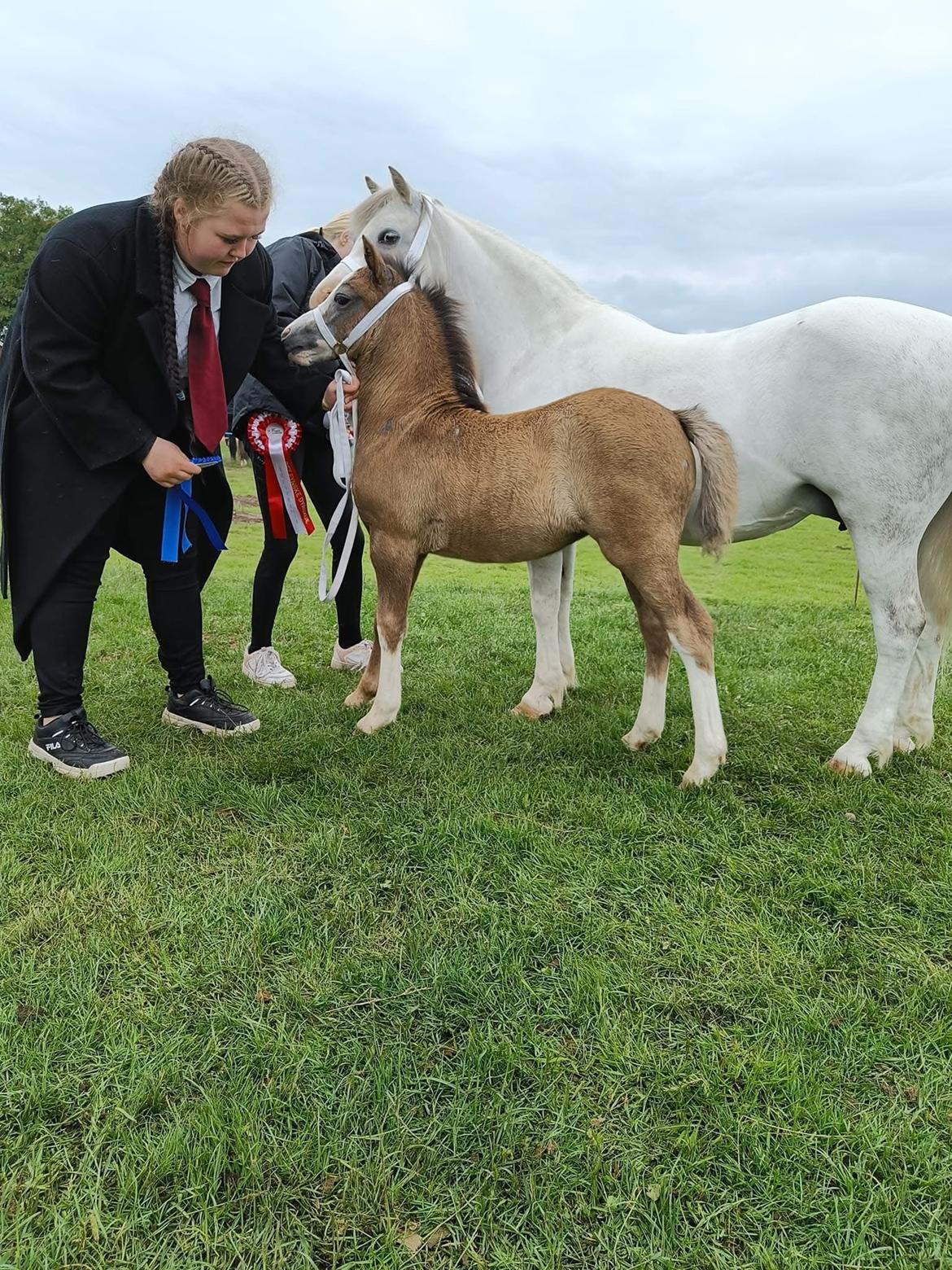 Welsh Mountain (sec A) Hulda Lady Rhaenyra billede 11