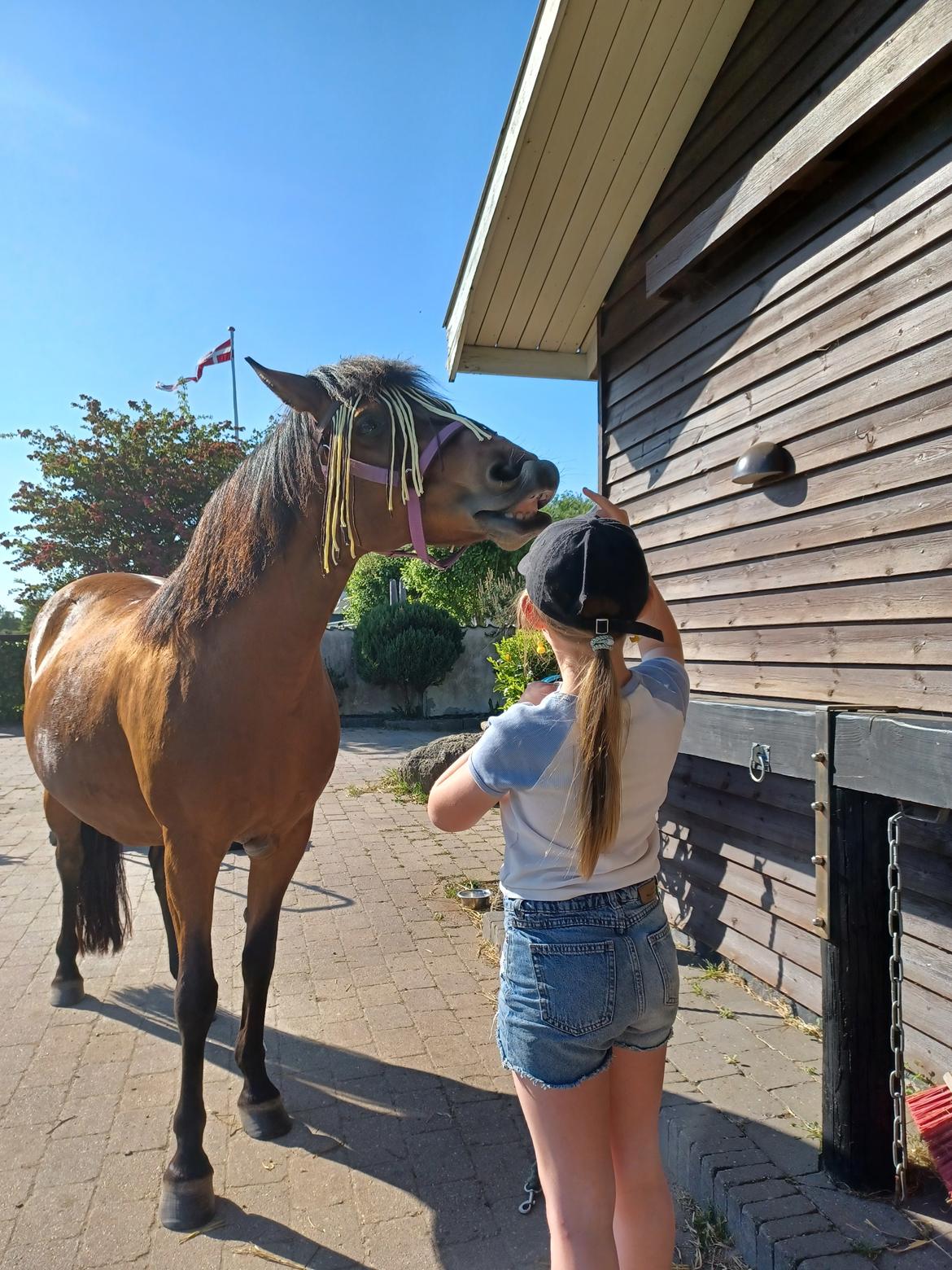 Anden særlig race Kallestrups inaya o'shar - godbidder  billede 21