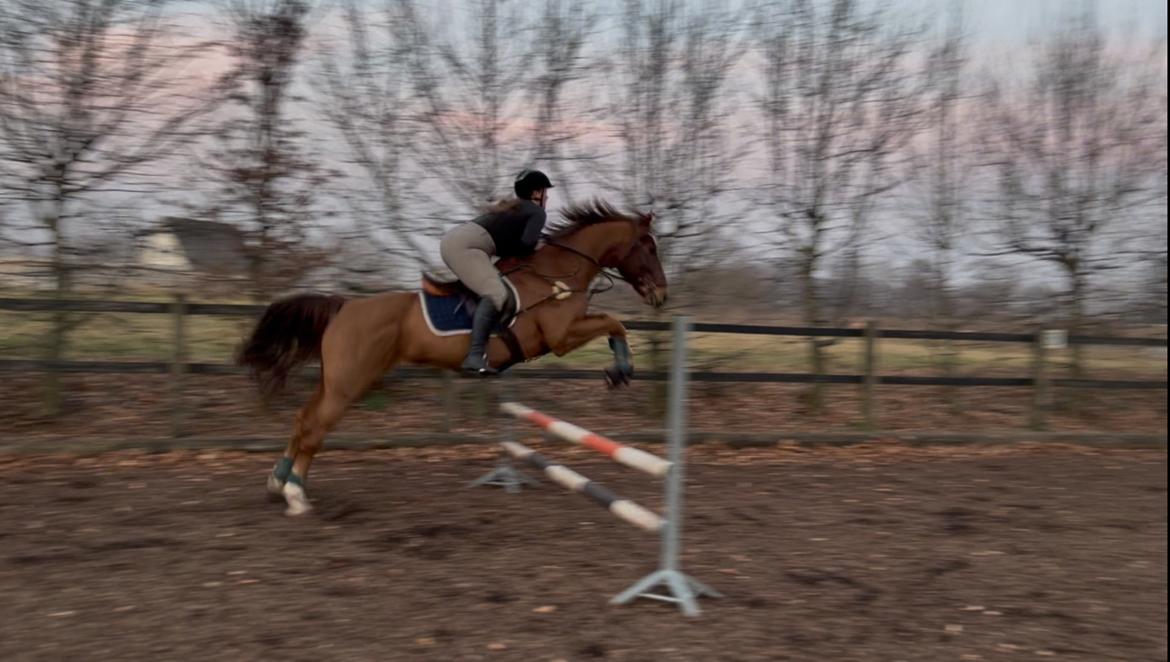 Anden særlig race Cassie billede 12