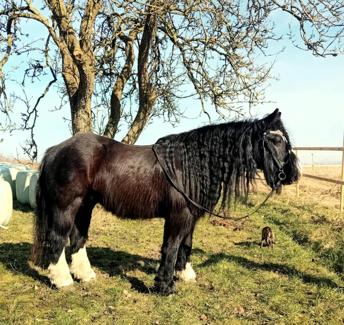 Irish Cob White Stripe HIMMELHEST billede 1