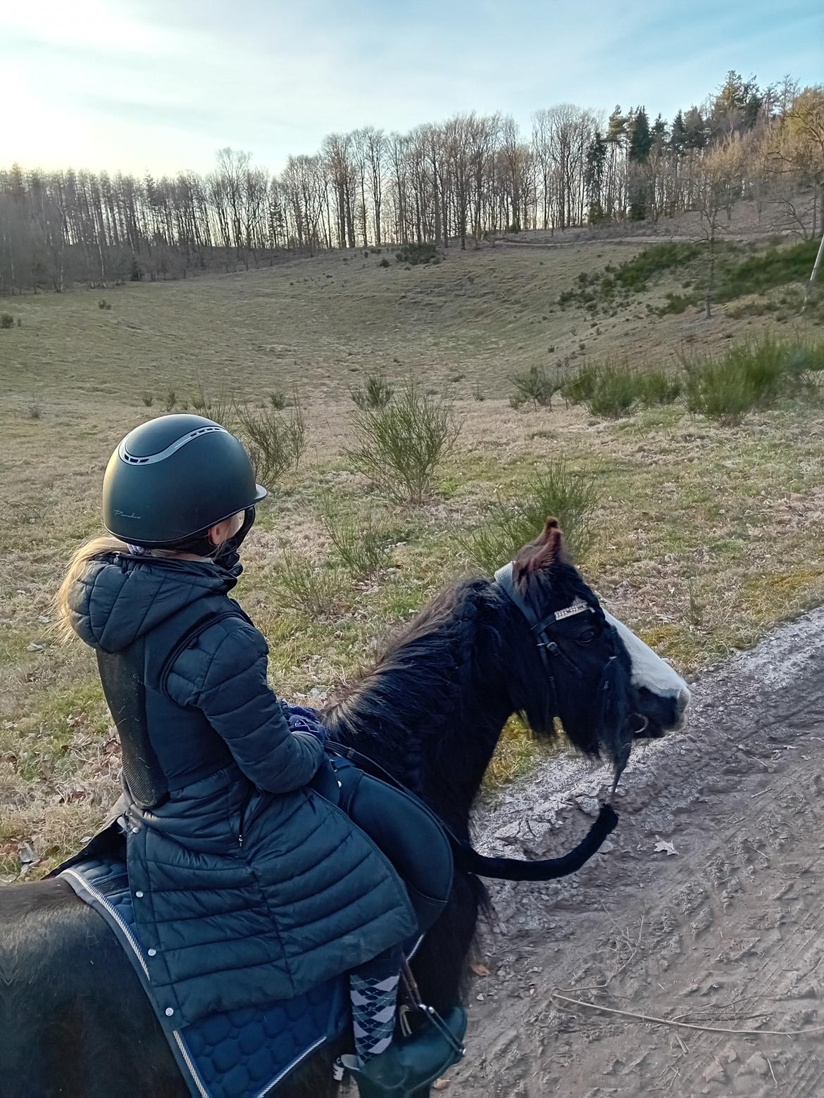 Irish Cob White Stripe HIMMELHEST billede 2